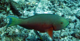 Scaridae - Scarus species - Parrotfish species - Similan Islands Marine Park Thailand (2).JPG