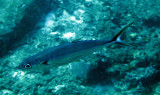 Scombridae - Grammatorcynus bilineatus - Double-lined Mackerel - Similan Islands Marine Park Thailand.JPG