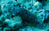 Scorpaenidae - Scorpaenopsis venosa - Raggy Scorpion Fish - Similan Islands Marine Park Thailand (1).JPG