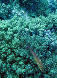 Serranidae - Cephalopholis miniata - Coral Cod - Ostraciidae - Similan Islands Marine Park Thailand.JPG