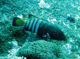 Serranidae - Peacock Rockcod - Cephalopholis argus - Similan Islands Marine Park Thailand.JPG