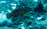 Serranidae - Rockcod species - Similan Islands Marine Park Thailand.JPG