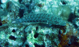 Synodontidae - Synodus dermatogenys - Greystreak Lizardfish - Similan Islands Marine Park Thailand (2).JPG