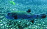 Tetraodontidae - Starry Pufferfish - Arothron stellatus - Similan Islands Marine Park Thailand (1).JPG