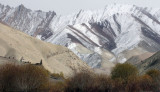 HEMIS NATIONAL PARK - LADAKH INDIA - JAMMU & KASHMIR NEAR RUMBAK VILLAGE (183).JPG