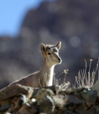 BOVID - BLUE SHEEP - HEMIS NATIONAL PARK - LADAKH INDIA - JAMMU & KASHMIR (109).JPG