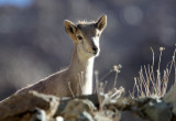 BOVID - BLUE SHEEP - HEMIS NATIONAL PARK - LADAKH INDIA - JAMMU & KASHMIR (111).JPG