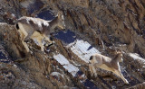 BOVID - BLUE SHEEP - HEMIS NATIONAL PARK - LADAKH INDIA - JAMMU & KASHMIR (59).JPG