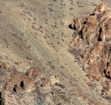 BOVID - BLUE SHEEP - HEMIS NATIONAL PARK - LADAKH INDIA - JAMMU & KASHMIR NEAR RUMBAK VILLAGE (165).JPG