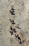 BOVID - BLUE SHEEP - HEMIS NATIONAL PARK - LADAKH INDIA - JAMMU & KASHMIR NEAR RUMBAK VILLAGE (24).JPG