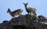 BOVID - BLUE SHEEP - HEMIS NATIONAL PARK - LADAKH INDIA - JAMMU & KASHMIR STATE (84).JPG