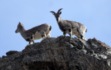 BOVID - BLUE SHEEP - HEMIS NATIONAL PARK - LADAKH INDIA - JAMMU & KASHMIR STATE (85).JPG