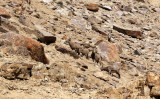 BOVID - IBEX - ASIATIC IBEX - HEMIS NATIONAL PARK - LADAKH INDIA - JAMMU & KASHMIR NEAR ULLEY VALLEY (26).JPG