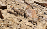 BOVID - IBEX - ASIATIC IBEX - HEMIS NATIONAL PARK - LADAKH INDIA - JAMMU & KASHMIR NEAR ULLEY VALLEY (27).JPG