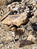 BOVID - LADAKH URIAL - HEMIS NATIONAL PARK - LADAKH INDIA - JAMMU & KASHMIR - ULLEY VALLEY (100).JPG