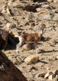 BOVID - LADAKH URIAL - HEMIS NATIONAL PARK - LADAKH INDIA - JAMMU & KASHMIR NEAR ULLEY VALLEY (74).JPG