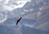 BIRD - EAGLE - GOLDEN EAGLE - HEMIS NATIONAL PARK - LADAKH INDIA - JAMMU & KASHMIR NEAR ULLEY VALLEY (6).JPG