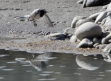 Birds of Ladakh