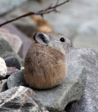 Pika and Other Critters of Hemis National Park
