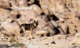 Wolves of Ladakh