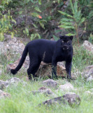 FELID - ASIATIC LEOPARD - MELANISTIC FORM - HUAI KHA KHAENG - KAPOK KAPIEN STATION & MINERAL LICK - THAILAND (483).JPG