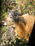 BOVID - BANTENG - HUAI KHA KHAENG NATURE RESERVE - NEAR HEADQUARTERS - THAILAND (12).JPG