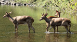 CERVID - DEER - ELD'S DEER - HUAI KHA KHAENG NATURE RESERVE - HEADQUARTERS - THAILAND (23).JPG
