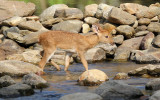 CERVID - DEER - ELDS DEER - HUAI KHA KHAENG NATURE RESERVE - HEADQUARTERS - THAILAND (45).JPG