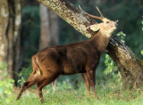 CERVID - DEER - HOG DEER - HUAI KHA KHAENG NATURE RESERVE - HEADQUARTERS - THAILAND (15).JPG