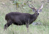 CERVID - DEER - HOG DEER - HUAI KHA KHAENG NATURE RESERVE - HEADQUARTERS - THAILAND (25).JPG