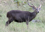 CERVID - DEER - HOG DEER - HUAI KHA KHAENG NATURE RESERVE - HEADQUARTERS - THAILAND (30).JPG