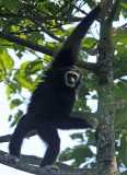 White-handed Gibbon, Huai Kha Khaeng 
