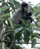 PRIMATE - LANGUR - PHAYRE'S LANGUR - HUAI KHA KHAENG WILDLIFE RESERVE - KHAO BAN DAI STATION - THAILAND (40).JPG