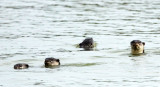 MUSTELID - OTTER - SMOOTH-COATED OTTER - KOK KHAM MACHACHAI - SALT PONDS - NEAR BANGKOK THAILAND (2).jpg