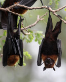 CHIROPTERA - LYLES FLYING FOX - PTEROPUS LYLEI - WAT THA SUNG TAKSINARAM - BANG SAI AYUTHAYA PROVINCE THAILAND (24).JPG