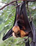 CHIROPTERA - LYLES FLYING FOX - PTEROPUS LYLEI - WAT THA SUNG TAKSINARAM - BANG SAI AYUTHAYA PROVINCE THAILAND (41).JPG