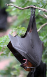 Lyle's Flying Foxes of Central Thailand