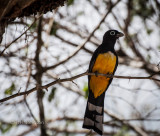 Black-headed Trogon (Trogon melanocephalus)