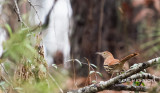 DSC_6334.jpg