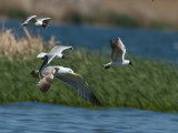 Caspian Gull / Pontische Meeuw / Larus cachinnans