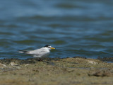 Little Tern / Dwergstern / Sternula albifrons