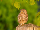 Steenuil / Little Owl / Athene noctua 