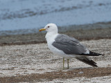 California Gull / Prairiemeeuw / Larus californicus