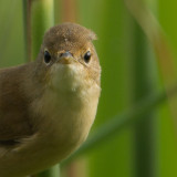 Kleine karekiet / Eurasian Reed Warbler / Acrocephalus scirpaceus 