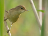 Kleine karekiet / Eurasian Reed Warbler / Acrocephalus scirpaceus 