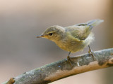 Tjiftjaf / Chiffchaff / Phylloscopus collybita 