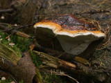 Fomitopsis pinicola / Roodgerande houtzwam / Red-belted Bracket