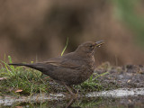 Merel / Common Blackbird / Turdus merula 