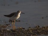 Kleine Geelpootruiter / Lesser Yellowlegs / Tringa flavipes 