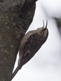 Brown Creeper / Amerikaanse Boomkruiper / Certhia americana 